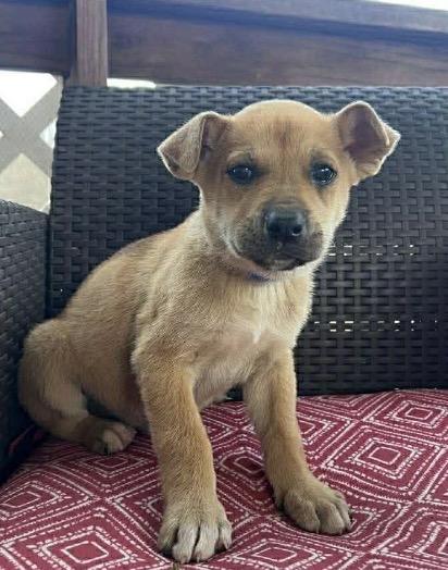 Enlarge Green Olive, a ADOPTABLE mixed breed in Arlington Heights, IL image 1/1