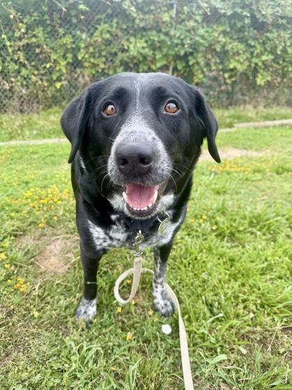 Enlarge Saddie, a ADOPTABLE mixed breed in Roseburg, OR image 1/1