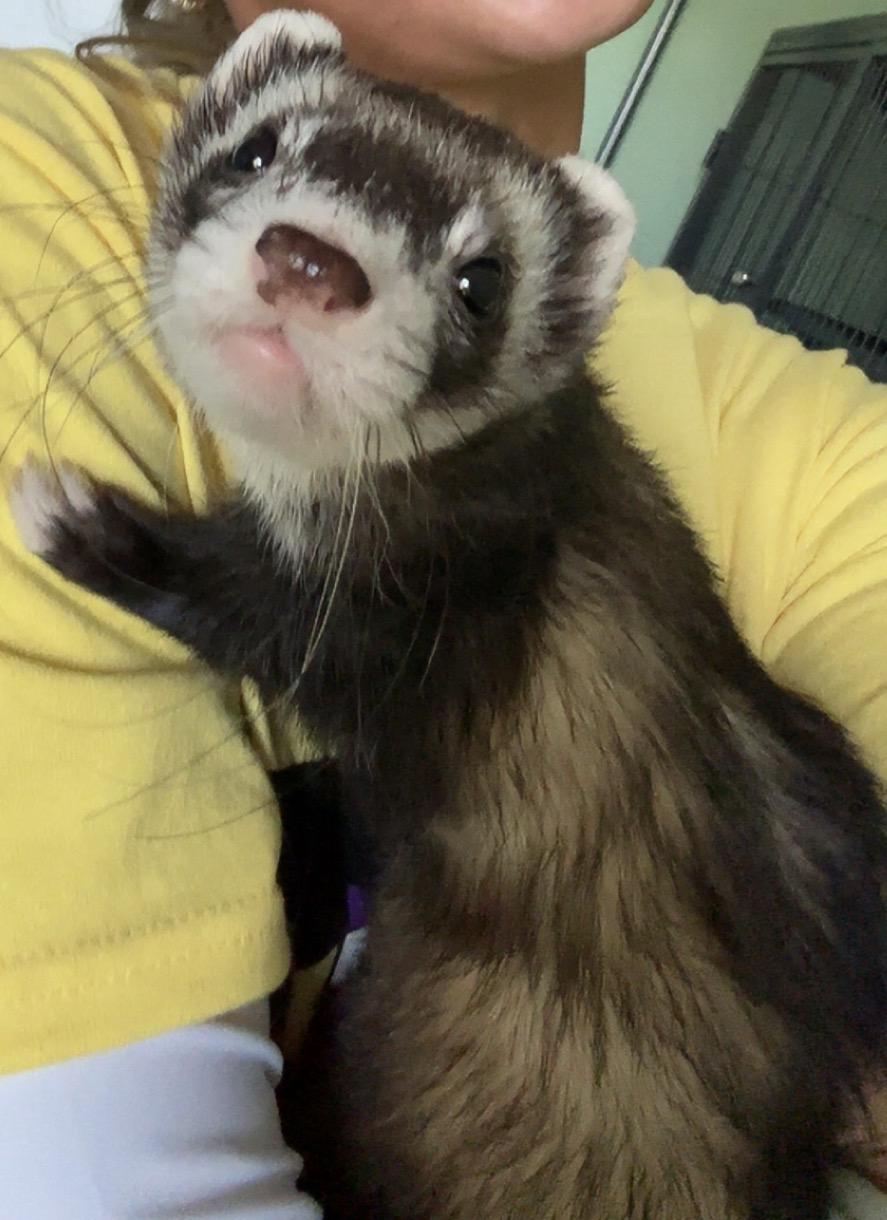Enlarge Panda and Otter, an adoptable Ferret in Maineville, OH image 3/4