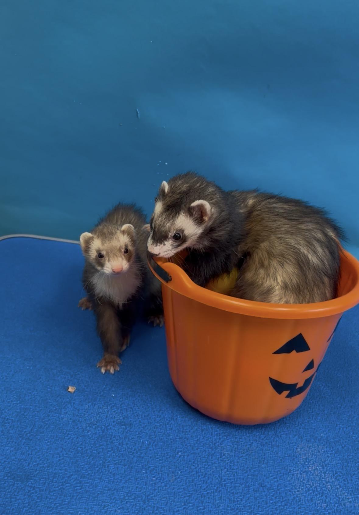 Enlarge Panda and Otter, an adoptable Ferret in Maineville, OH image 1/4