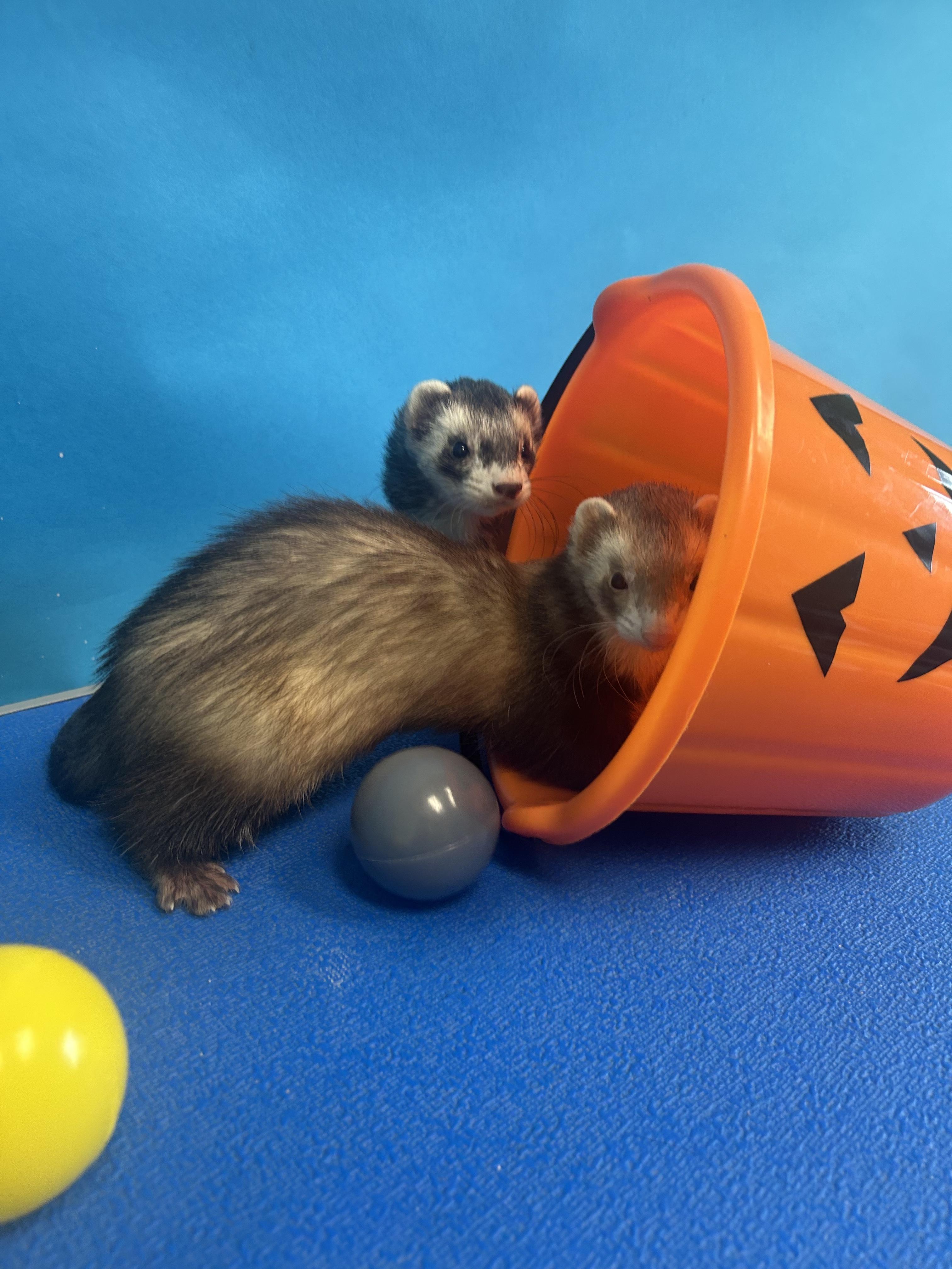 Enlarge Panda and Otter, an adoptable Ferret in Maineville, OH image 2/4