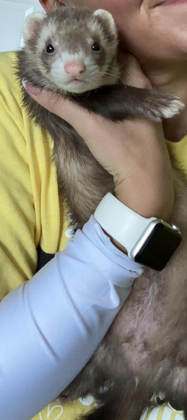 Enlarge Panda and Otter, an adoptable Ferret in Maineville, OH image 4/4