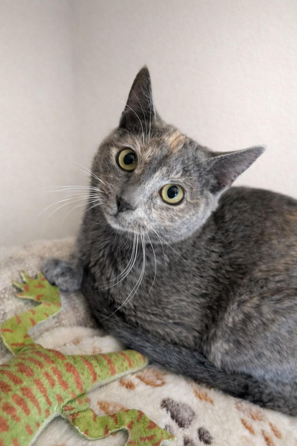 Sage, ADOPTABLE, Kitten Female Dilute Calico.