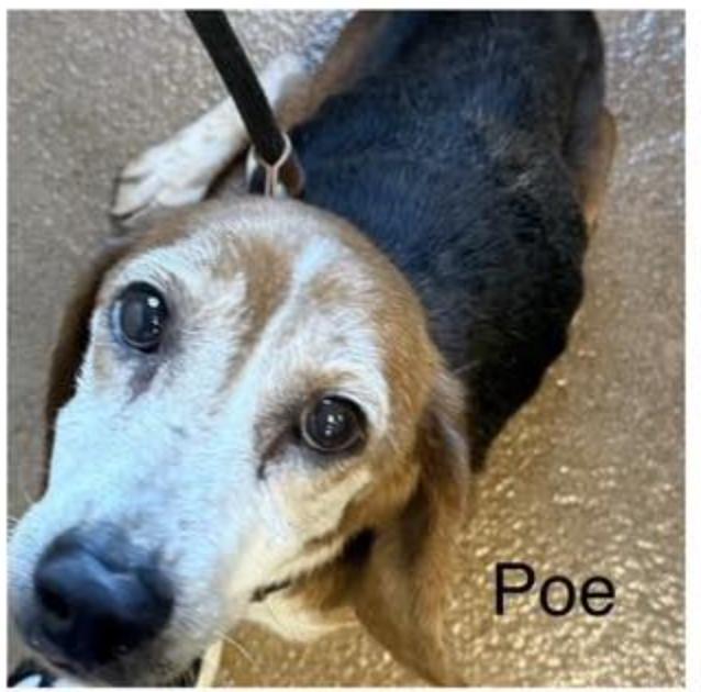 Poe III, Adoptable, Adult Male Beagle.