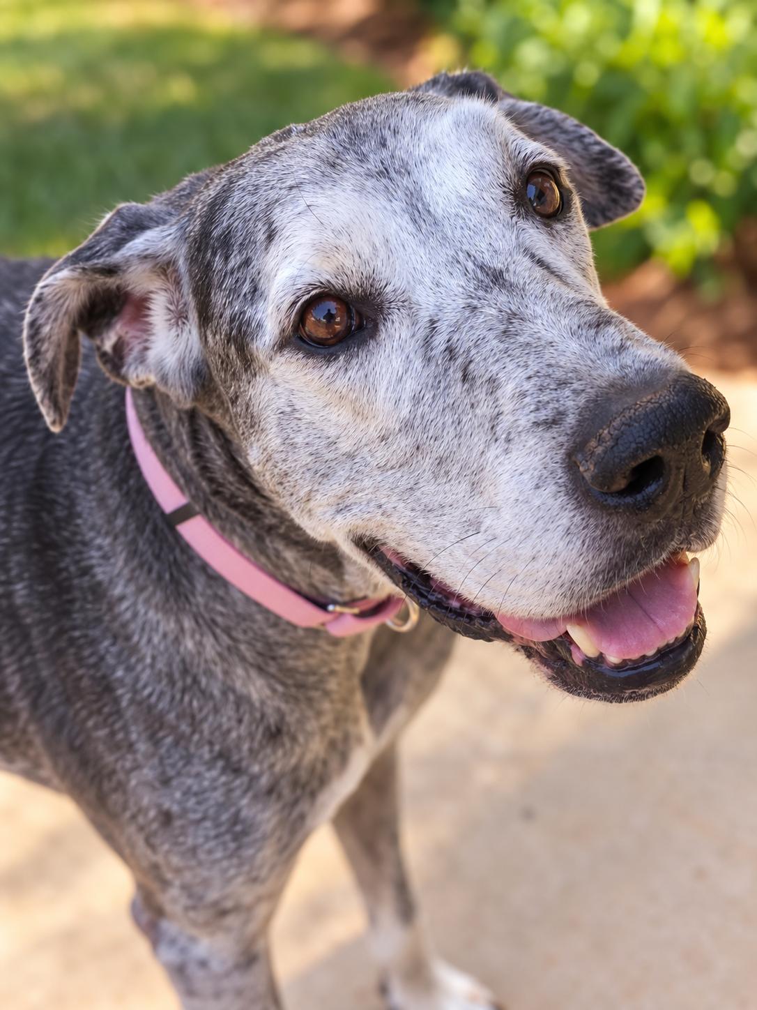 Enlarge Harly, a Adoptable Great Dane in Cumming, GA image 2/3