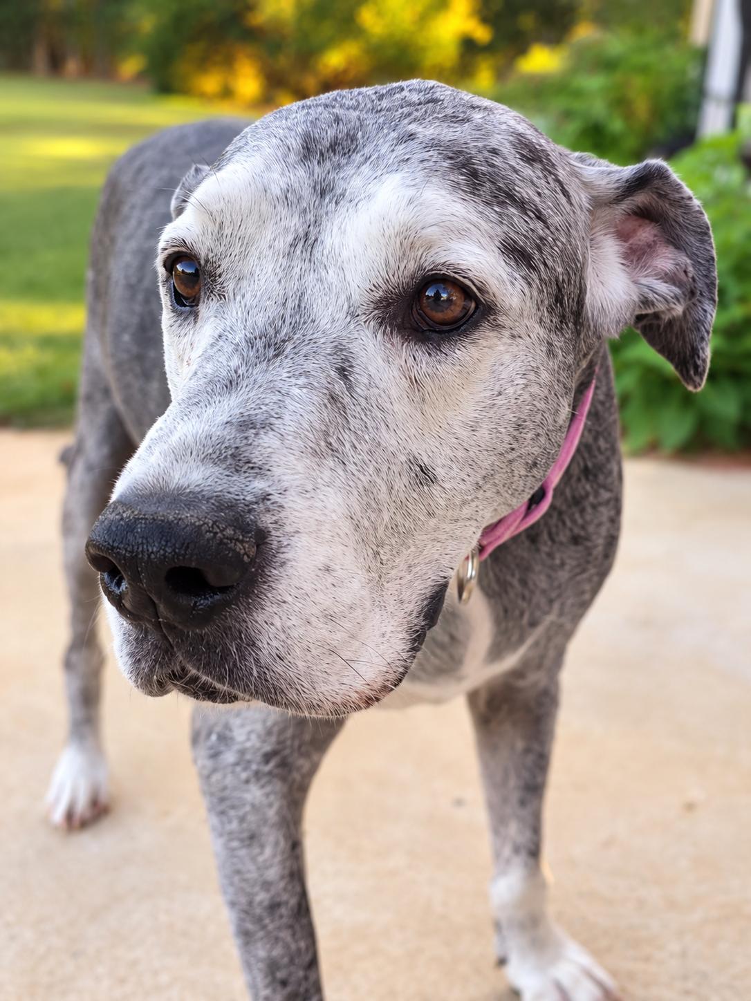 Harly, Adoptable, Senior Female Great Dane.