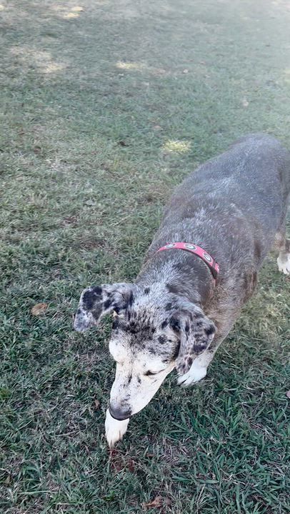 Enlarge Harly, a Adoptable Great Dane in Cumming, GA video 3/3