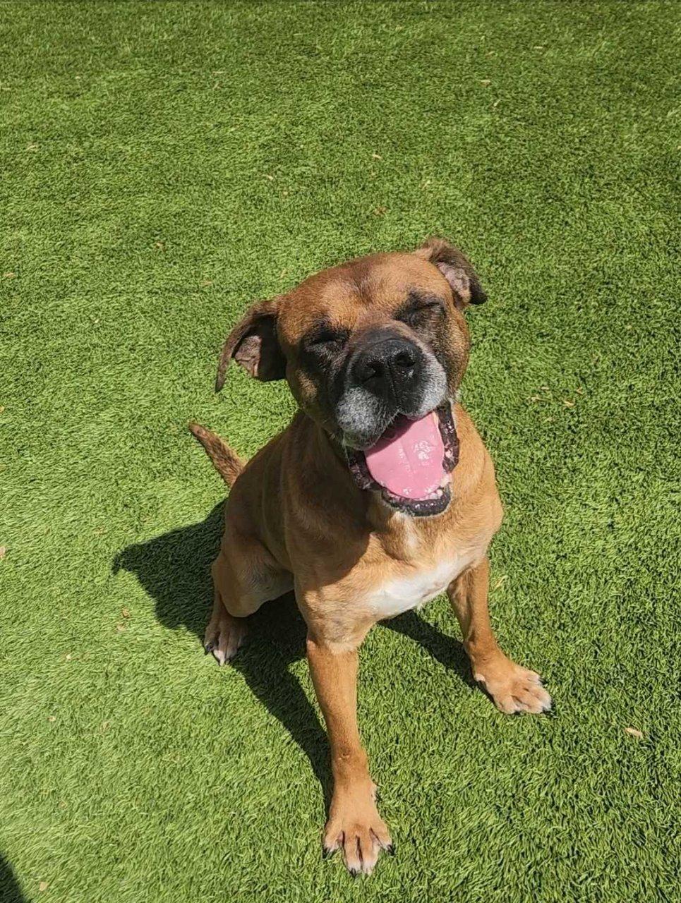 Sawyer, a Adoptable Mixed Breed in Raleigh, NC image 1/3