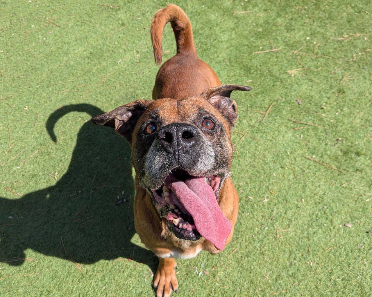Sawyer, a Adoptable Mixed Breed in Raleigh, NC image 2/3
