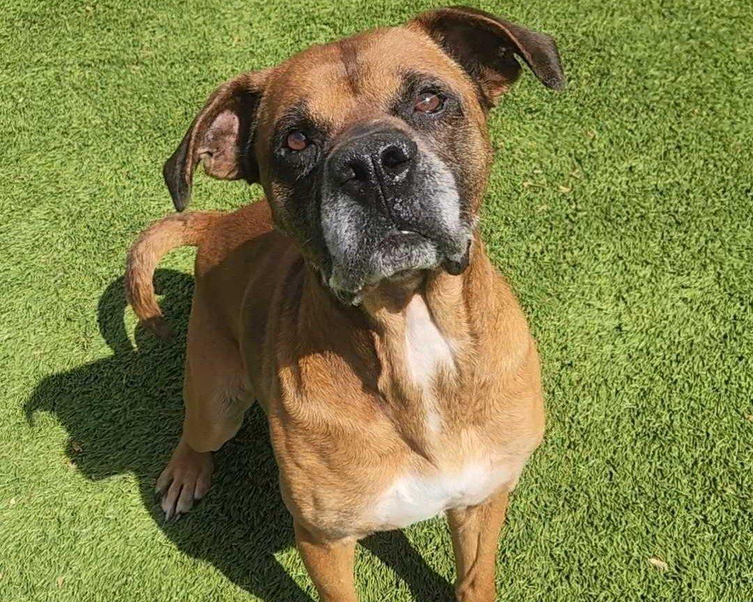 Sawyer, a Adoptable Mixed Breed in Raleigh, NC image 3/3
