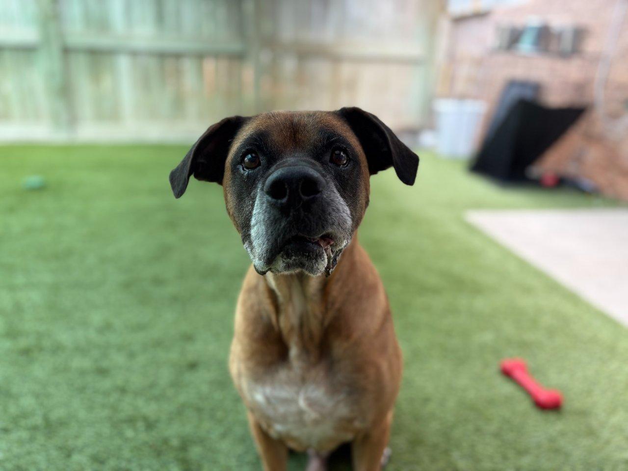 Sawyer, a Adoptable Mixed Breed in Raleigh, NC image 4/4