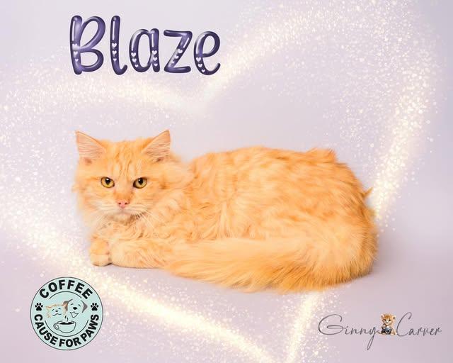 Enlarge Blaze, a Adoptable Domestic Long Hair in Douglas, GA image 1/1