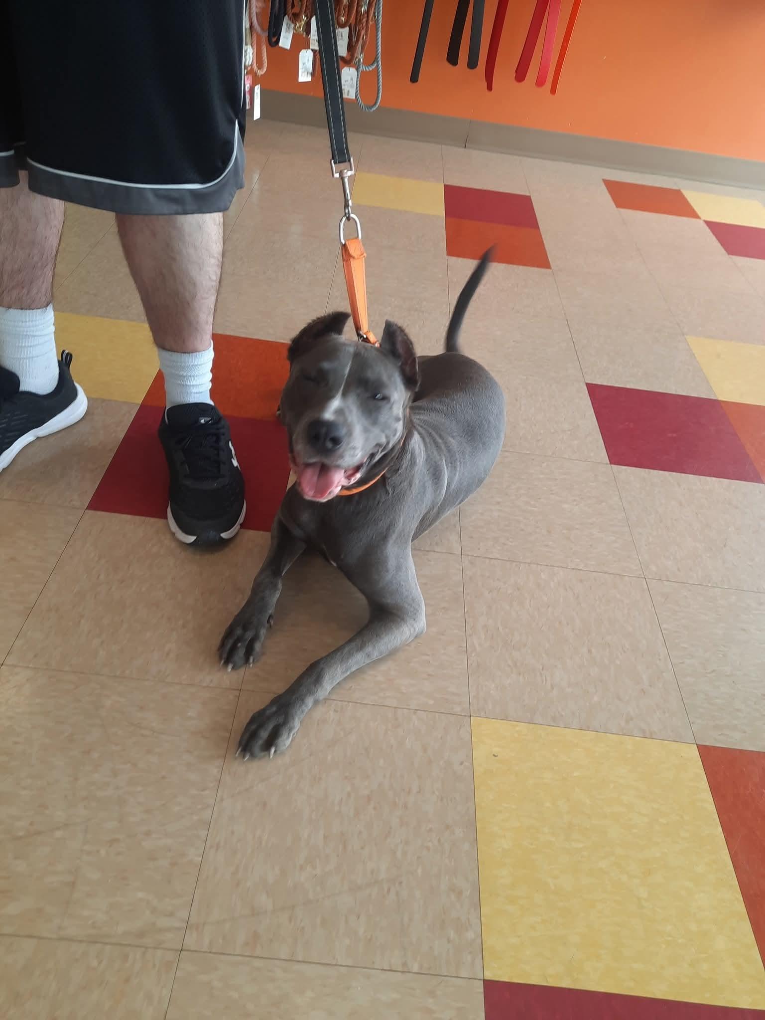 Doja, Adoptable, Adult Female American Staffordshire Terrier.