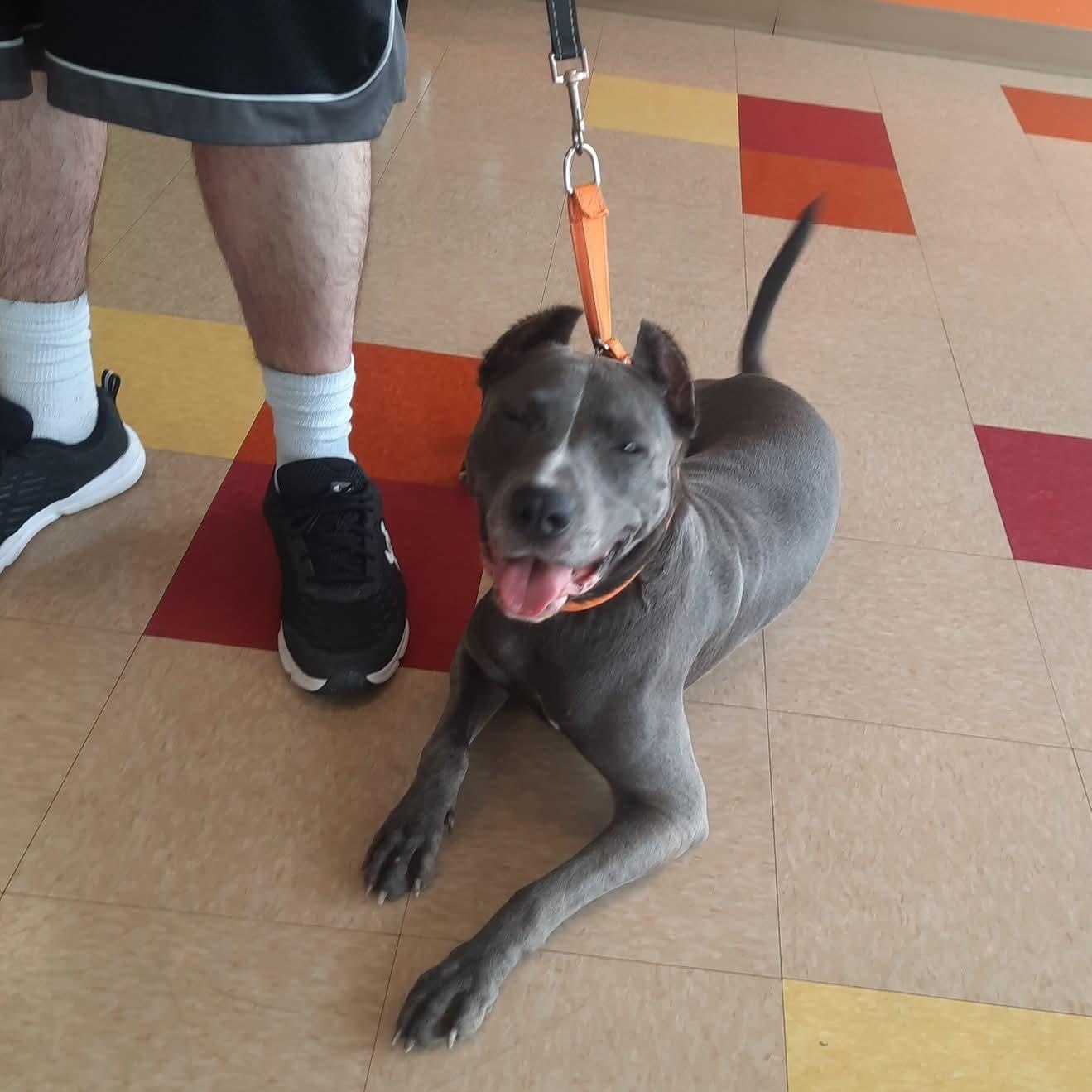 Enlarge Doja, a Adoptable American Staffordshire Terrier in East Peoria, IL image 2/6