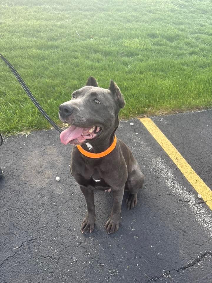 Doja, a Adoptable American Staffordshire Terrier in East Peoria, IL image 2/6