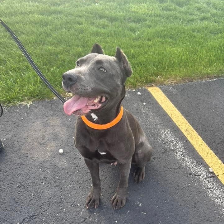 Enlarge Doja, a Adoptable American Staffordshire Terrier in East Peoria, IL image 3/6