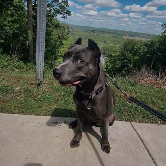 Enlarge Doja, a Adoptable American Staffordshire Terrier in East Peoria, IL image 1/6