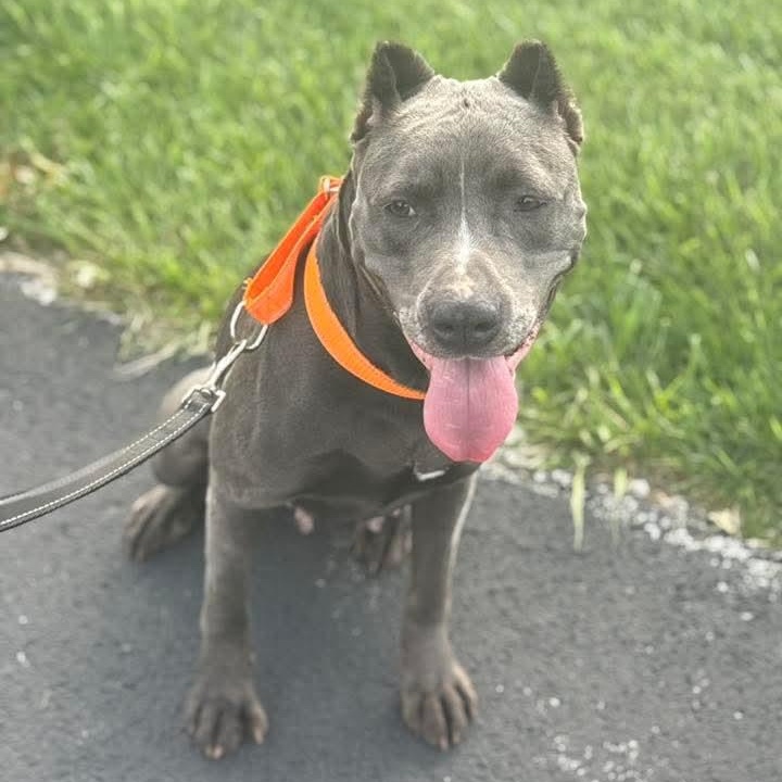 Enlarge Doja, a Adoptable American Staffordshire Terrier in East Peoria, IL image 4/6