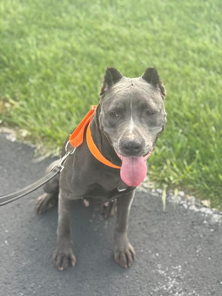 Doja, a Adoptable American Staffordshire Terrier in East Peoria, IL image 3/6