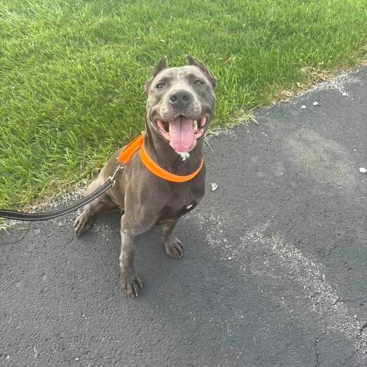 Enlarge Doja, a Adoptable American Staffordshire Terrier in East Peoria, IL image 5/6