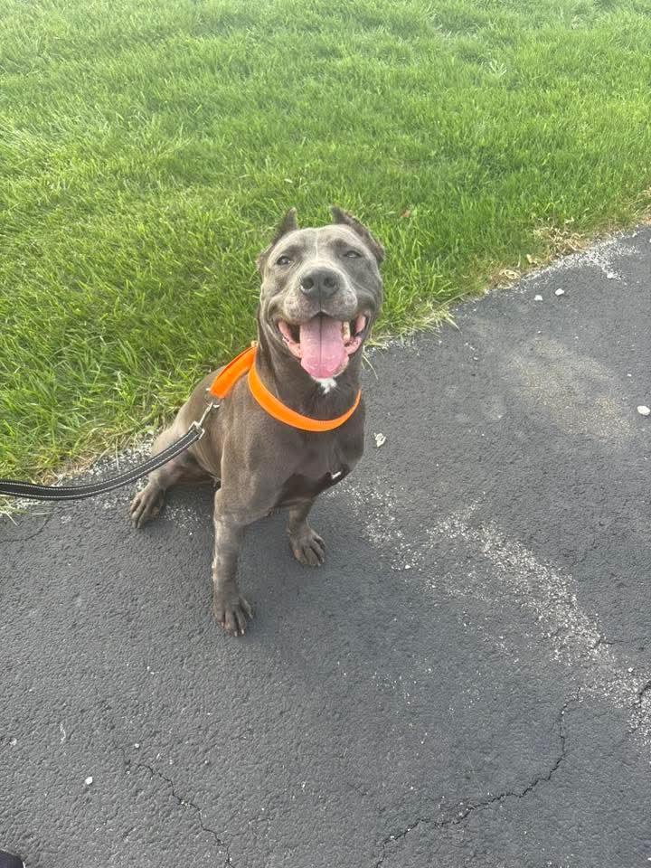 Doja, a Adoptable American Staffordshire Terrier in East Peoria, IL image 4/6