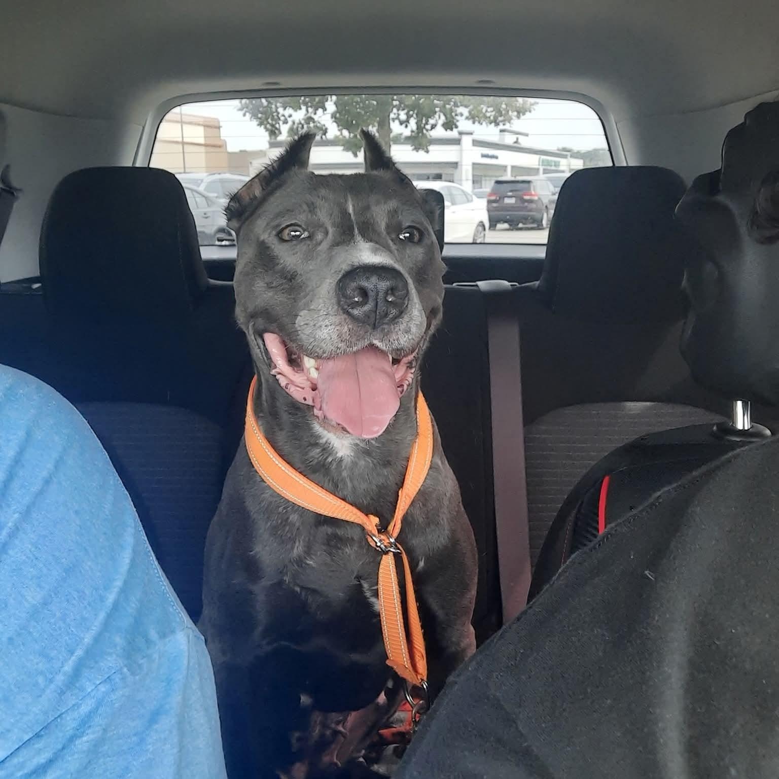 Enlarge Doja, a Adoptable American Staffordshire Terrier in East Peoria, IL image 6/6