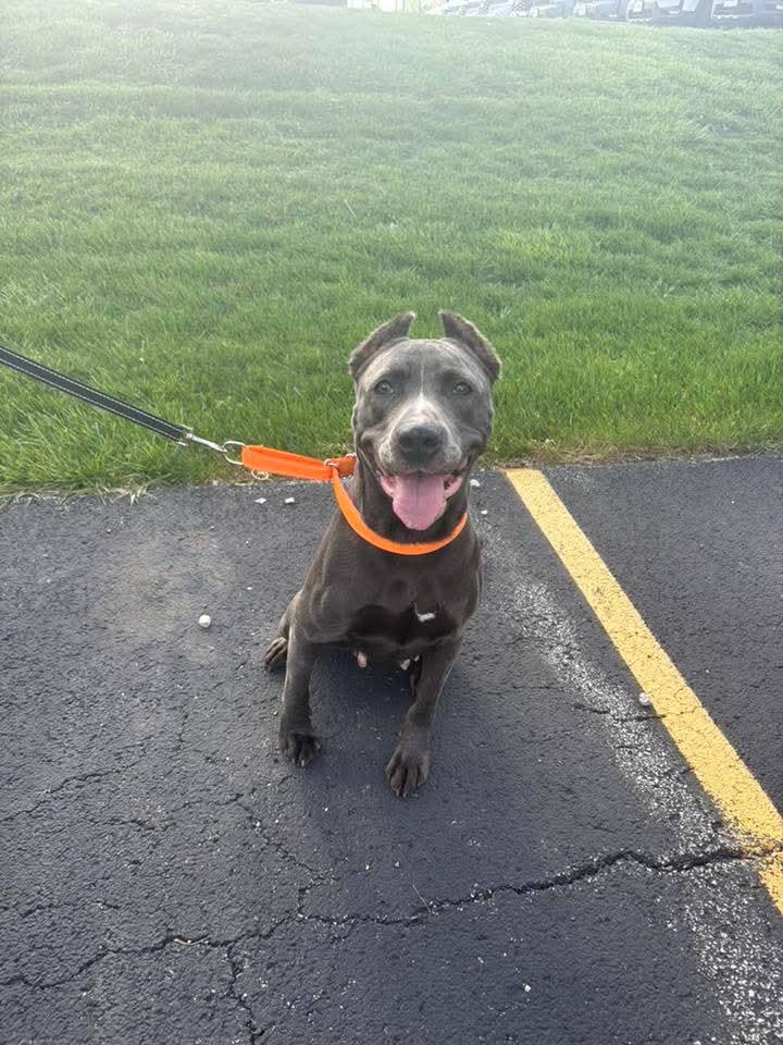 Doja, a Adoptable American Staffordshire Terrier in East Peoria, IL image 6/6