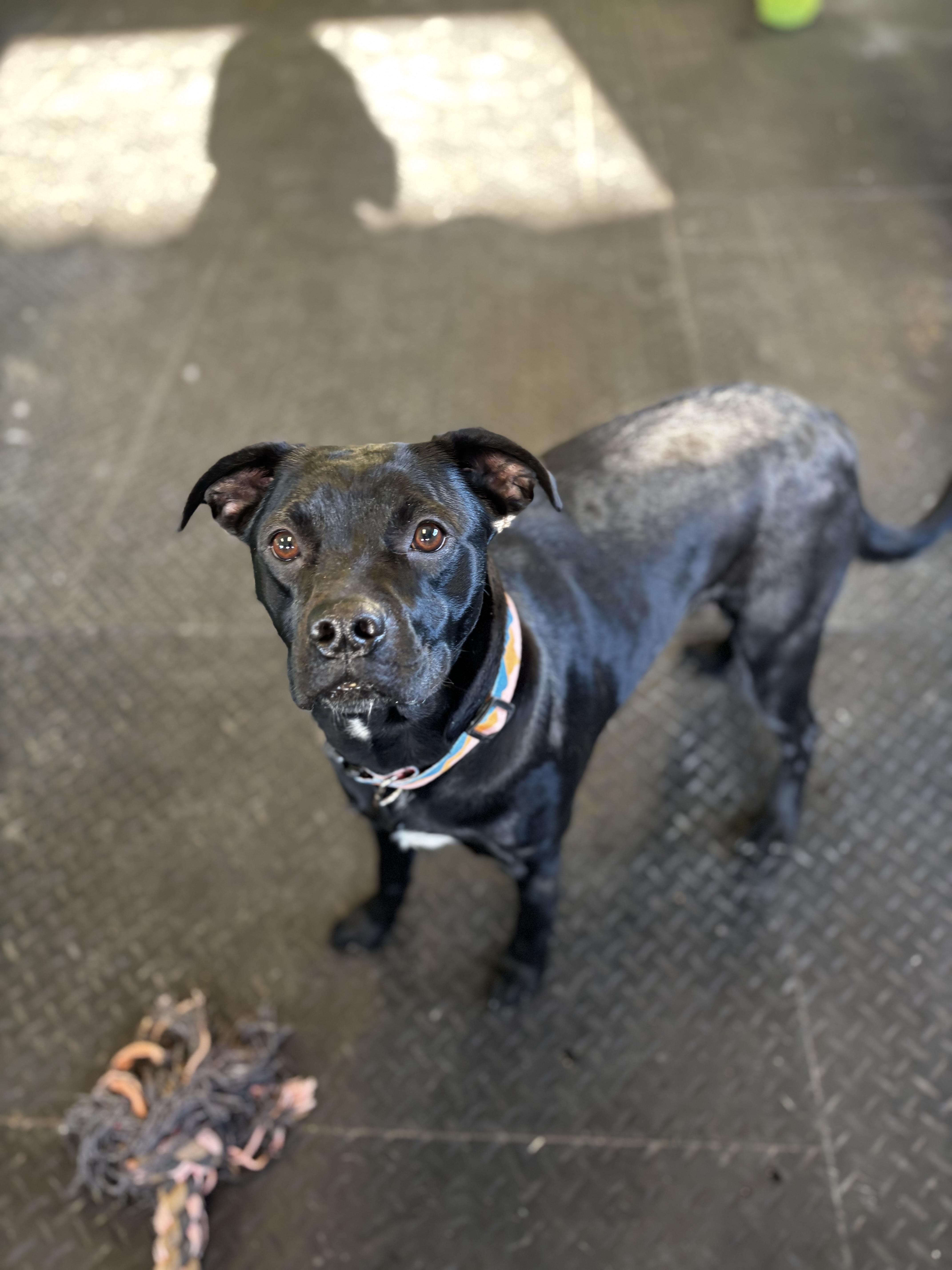 Bella, ADOPTABLE, Adult Female Boston Terrier.