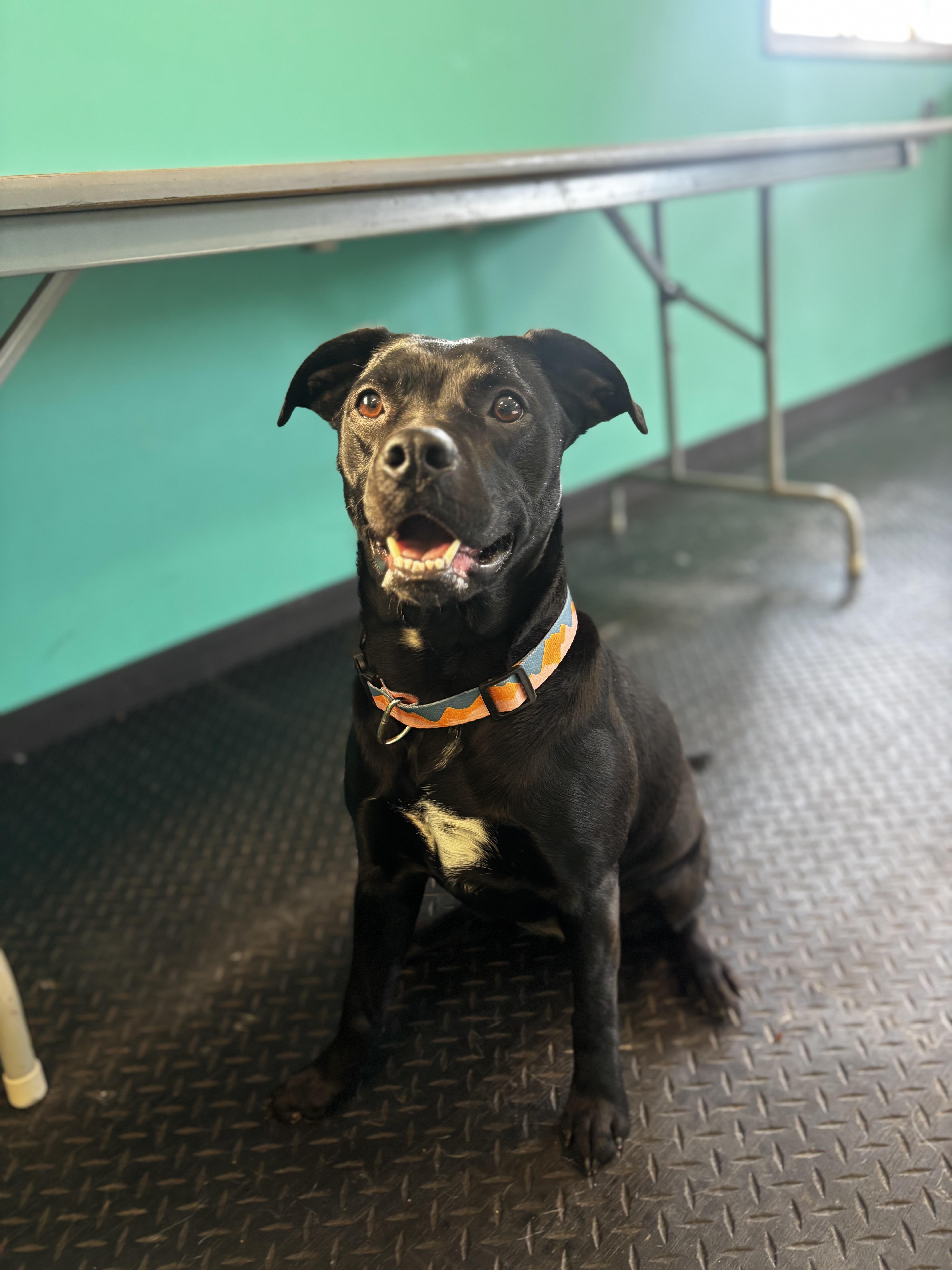 Enlarge Bella, a ADOPTABLE Boston Terrier in Dodgeville, WI image 2/3