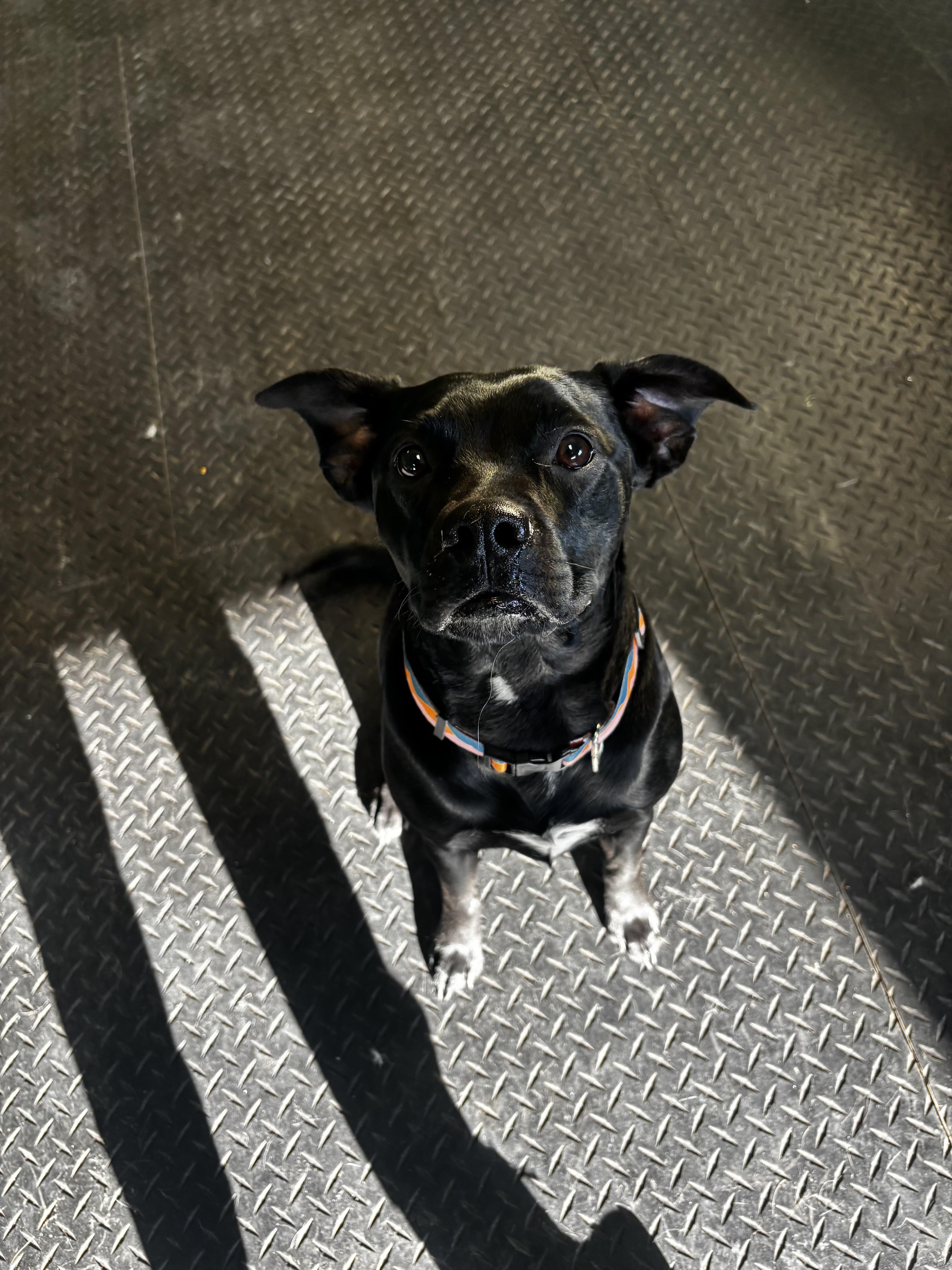 Enlarge Bella, a ADOPTABLE Boston Terrier in Dodgeville, WI image 3/3