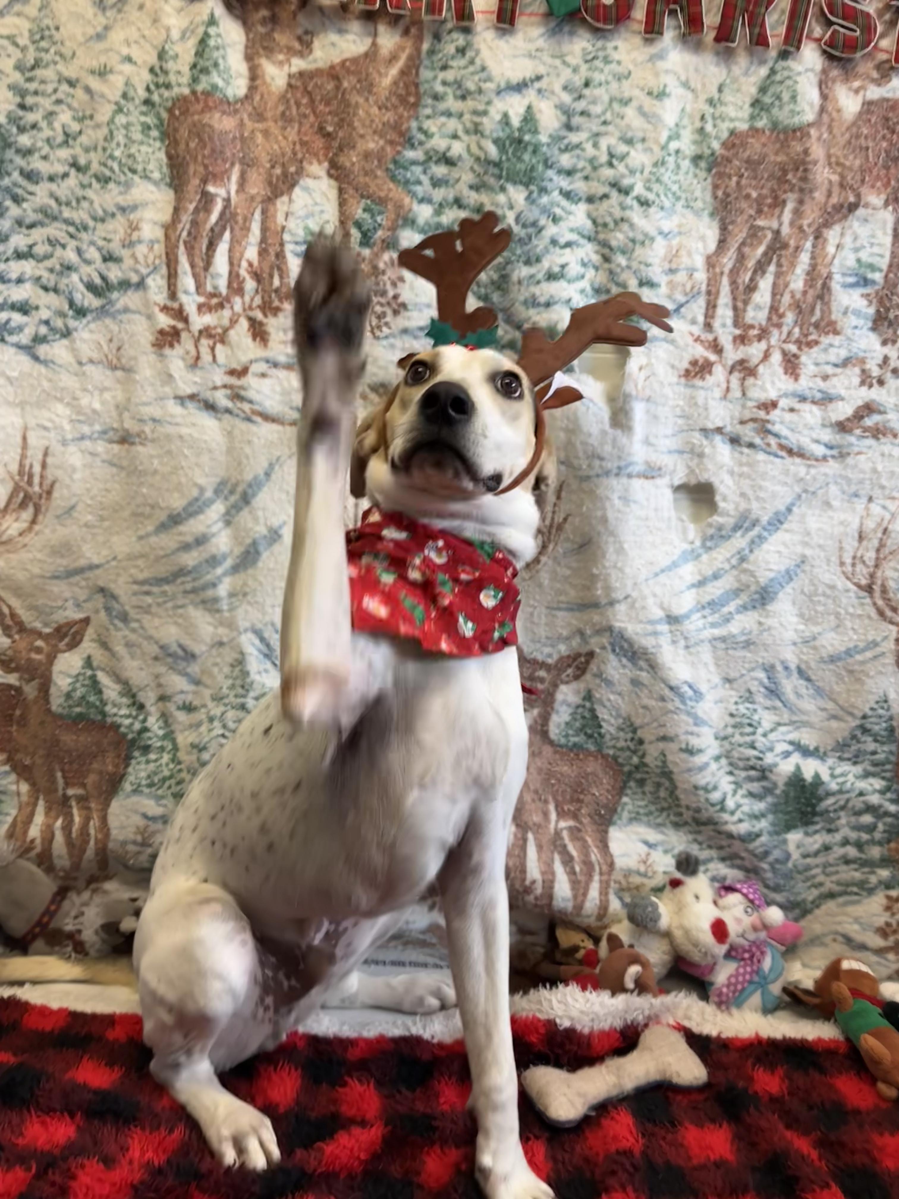 Scooby, a Adoptable mixed breed in Appin, ON image 1/6