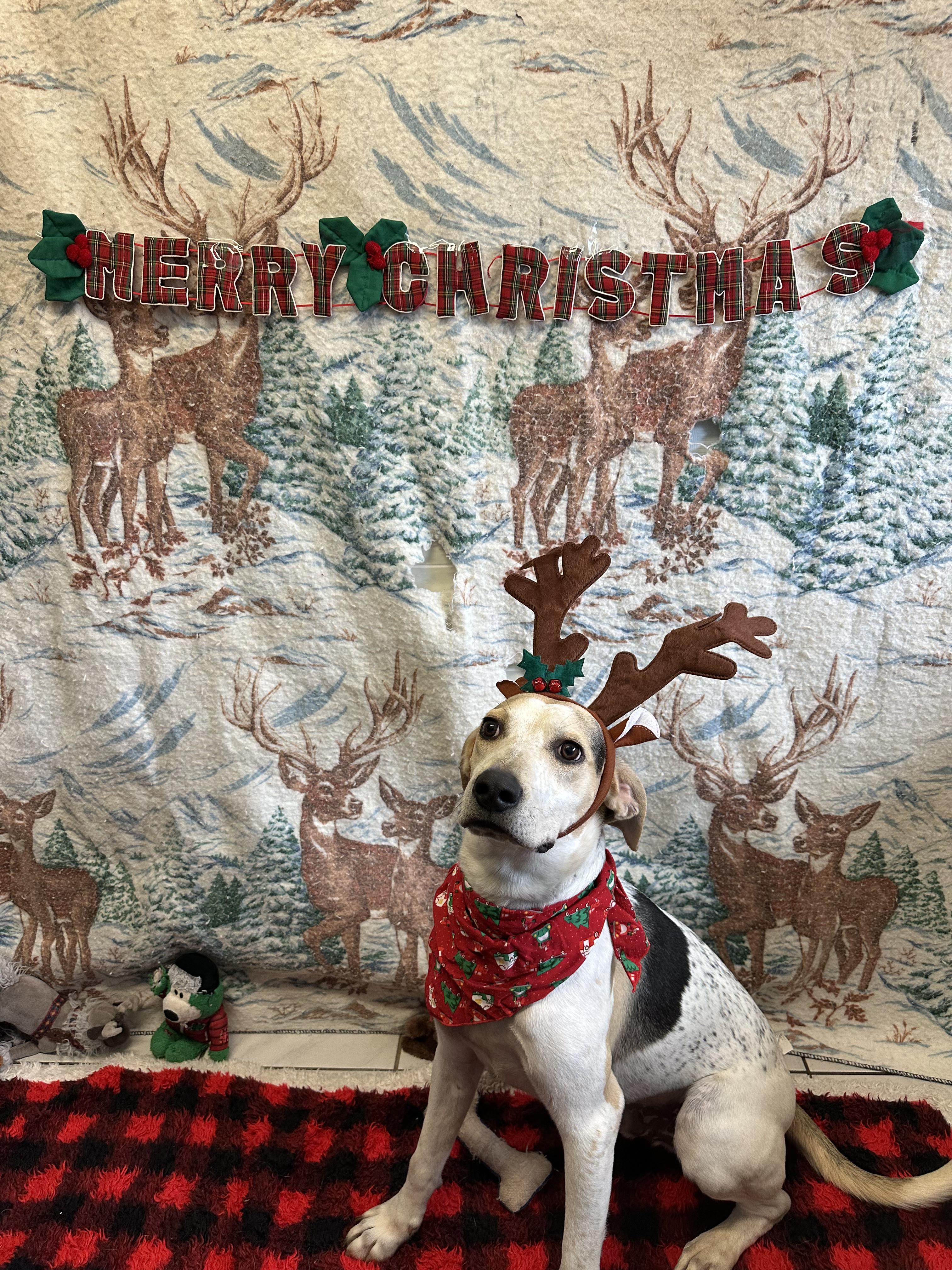 Scooby, a Adoptable mixed breed in Appin, ON image 2/6