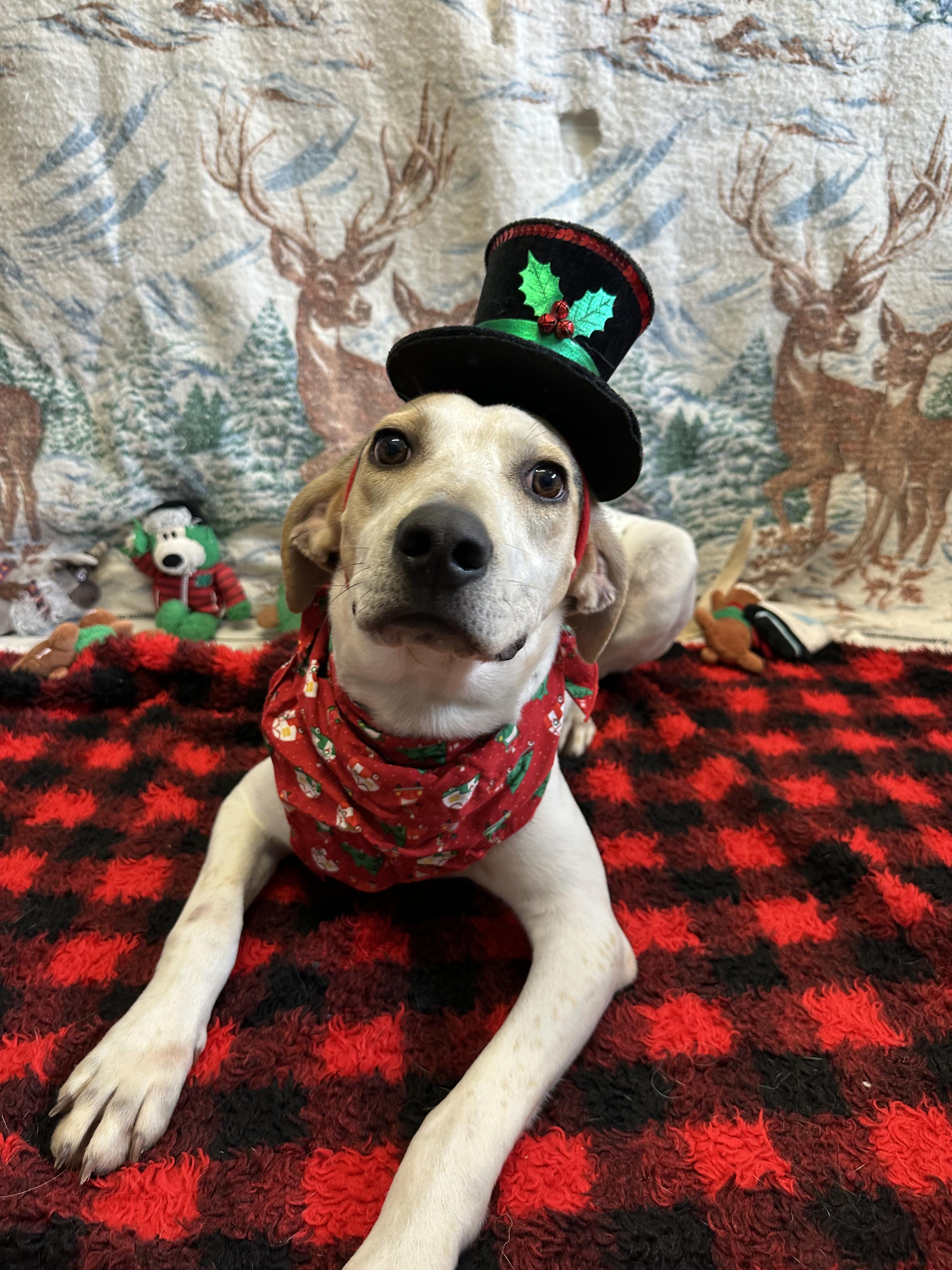 Scooby, a Adoptable mixed breed in Appin, ON image 3/6