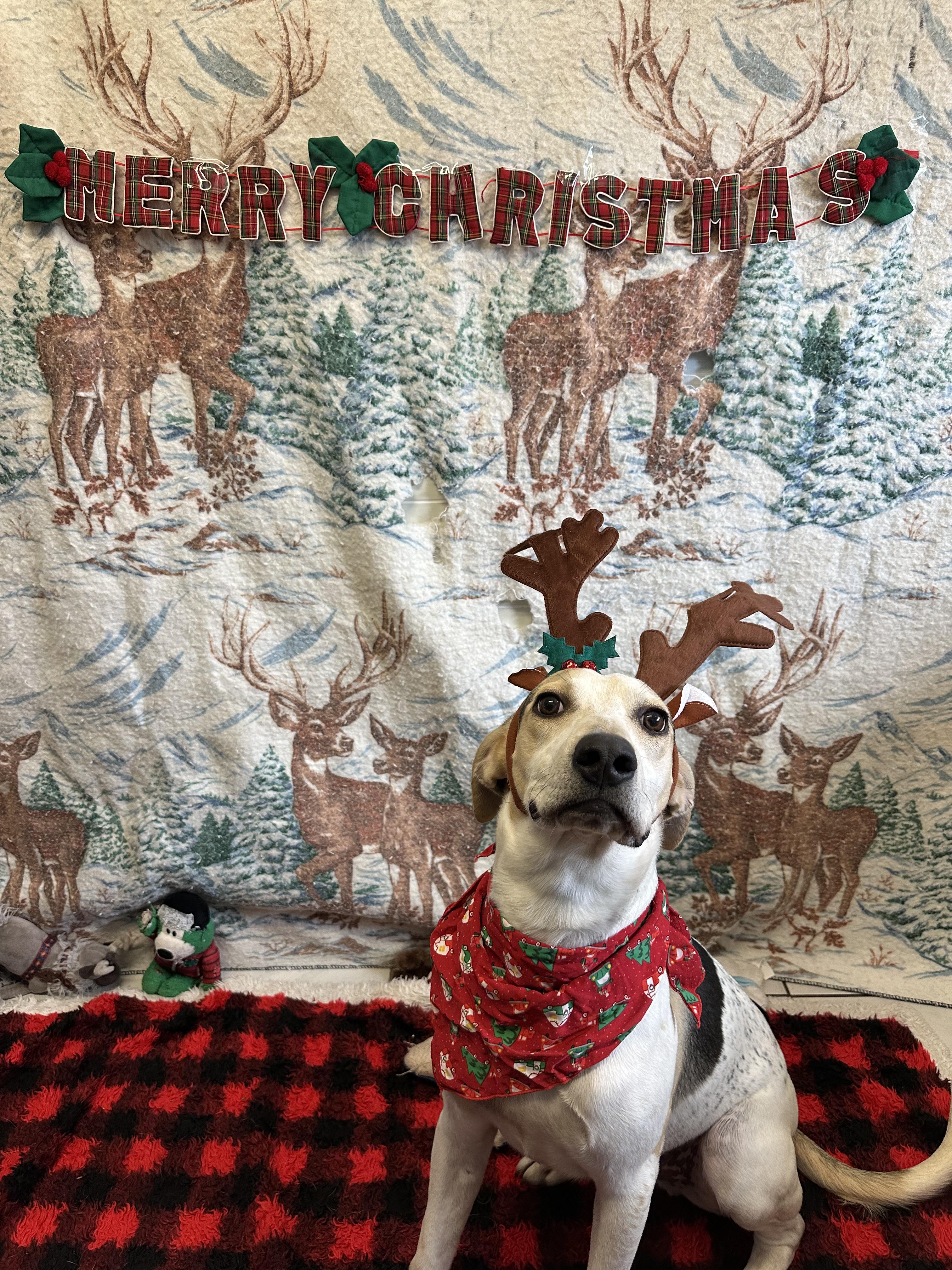 Scooby, a Adoptable mixed breed in Appin, ON image 4/6