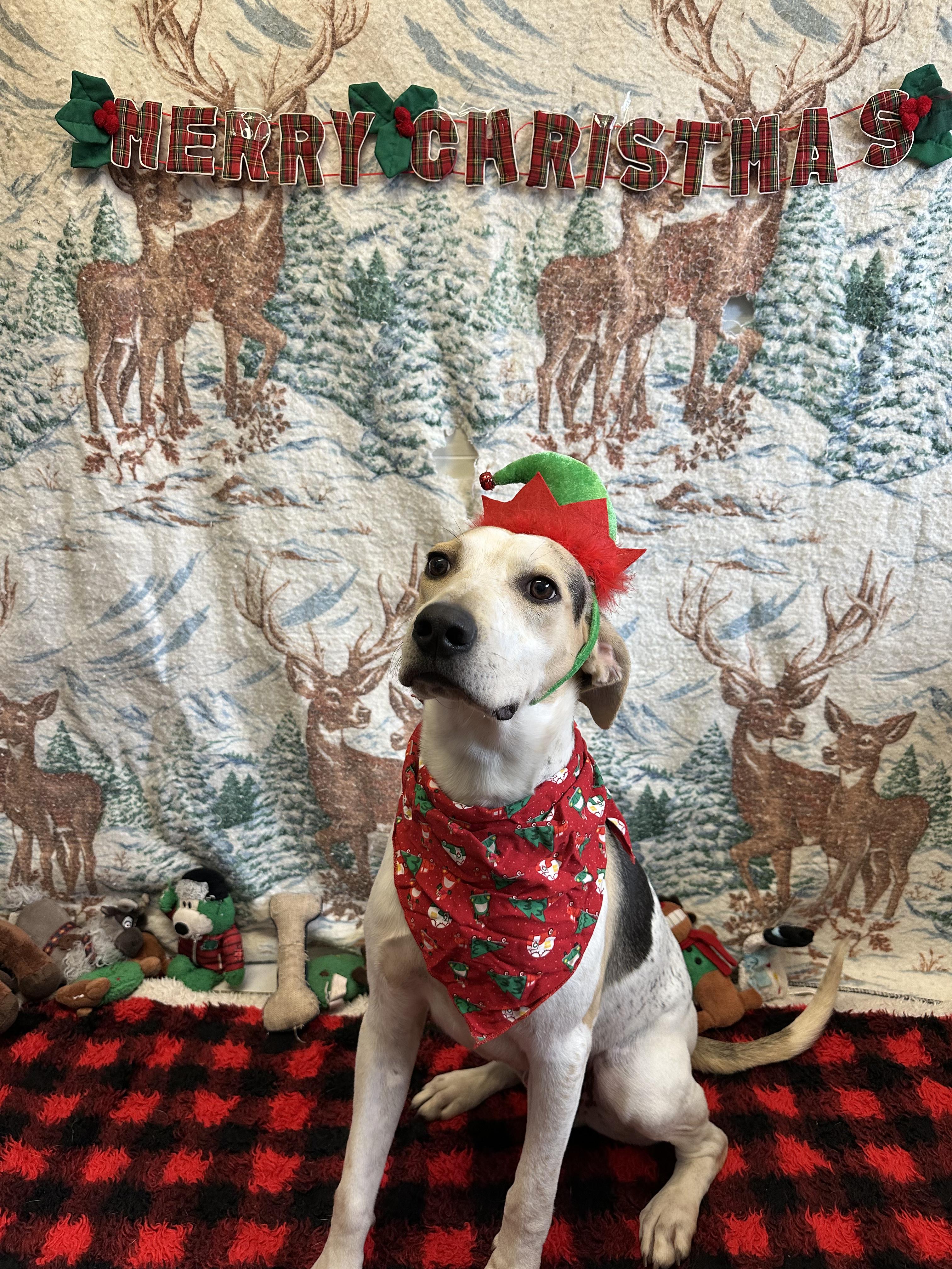 Scooby, a Adoptable mixed breed in Appin, ON image 5/6