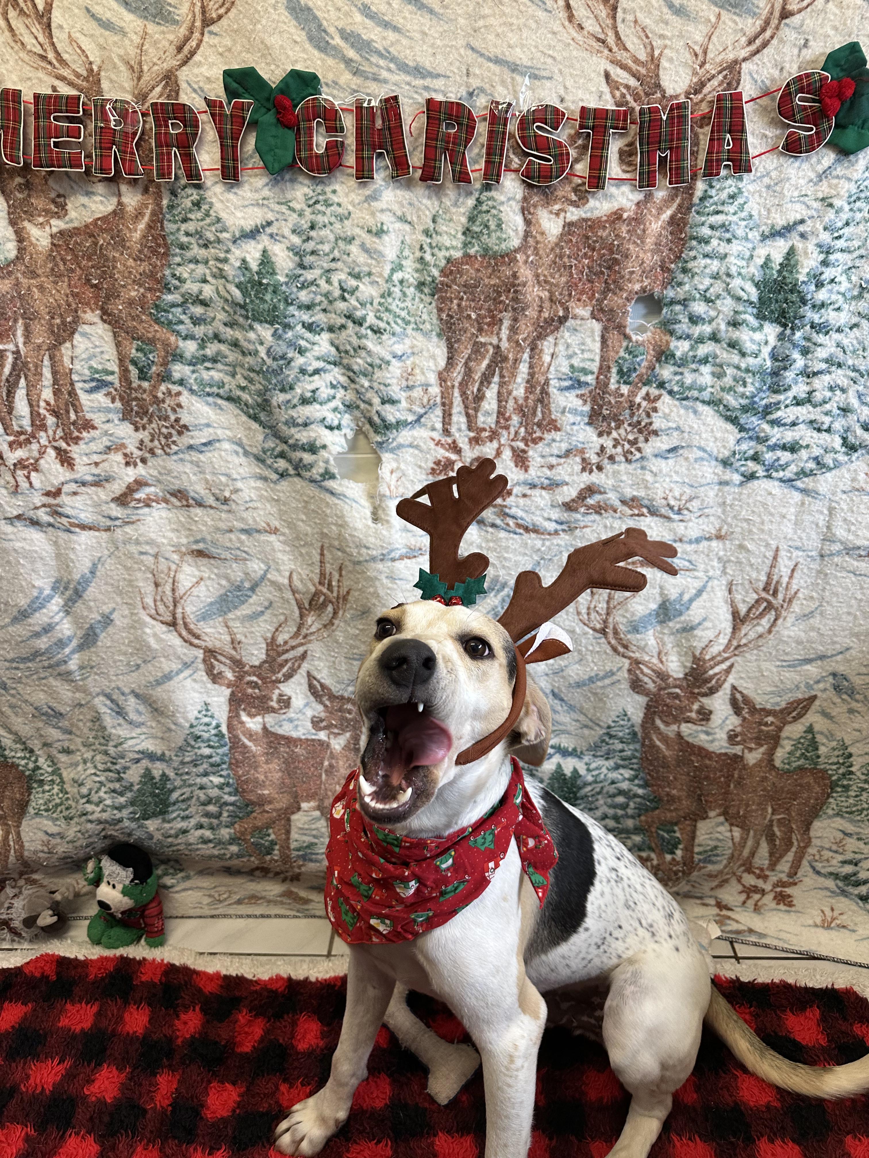 Scooby, a Adoptable mixed breed in Appin, ON image 6/6