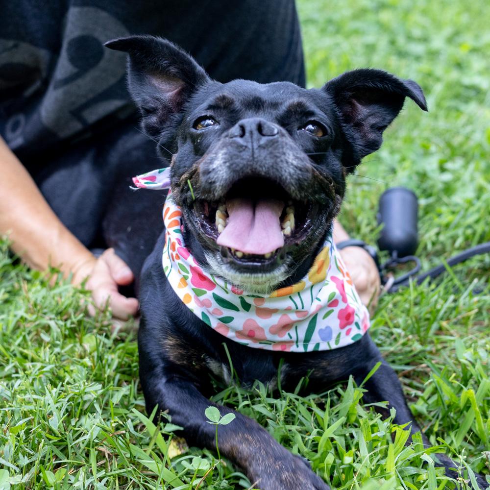 Lola (Female), Adult Female French Bulldog