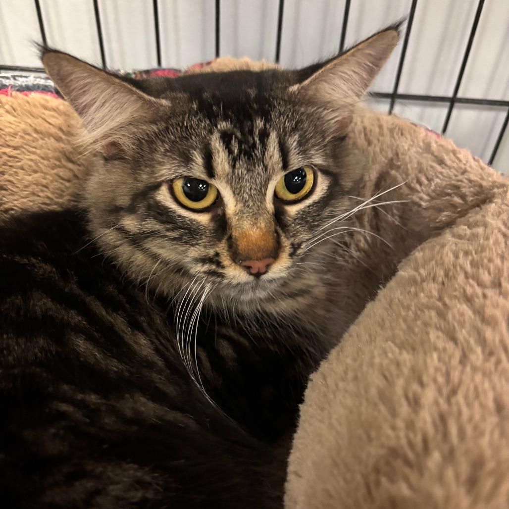 Ash, Adoptable, Young Female Domestic Long Hair.