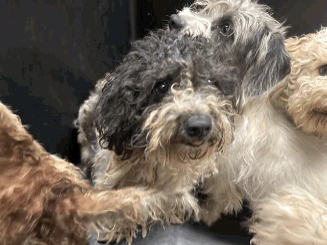 Atena, Adoptable, Adult Female Shih Tzu.