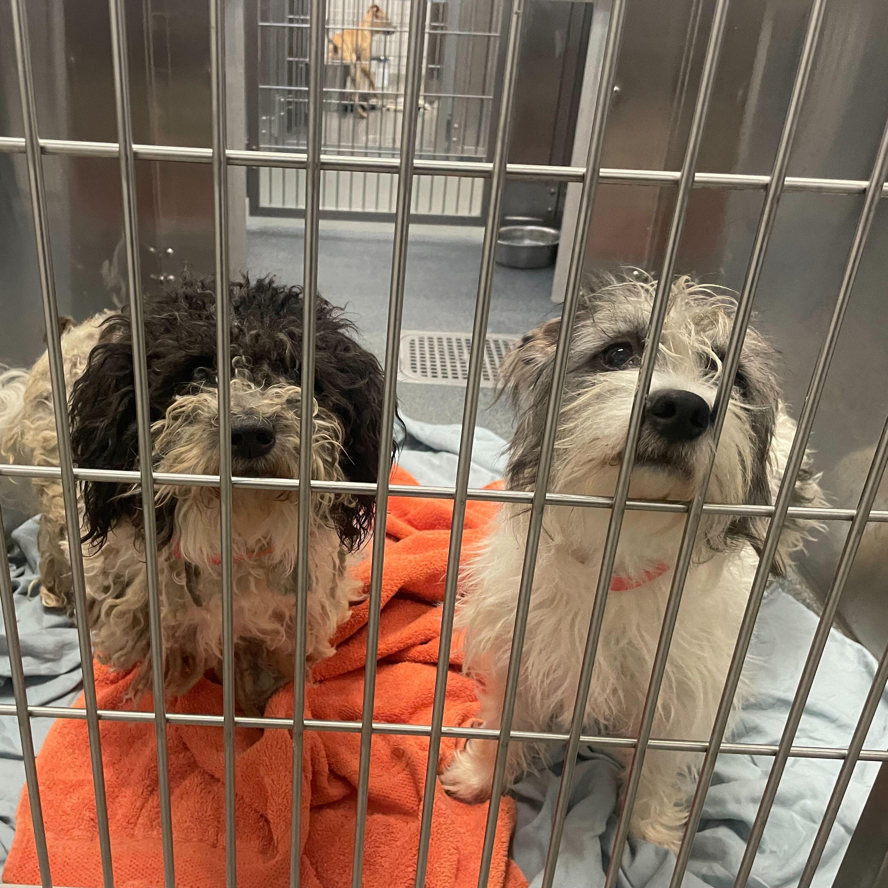 Enlarge Atena, a Adoptable mixed breed in Portland, ME image 2/2