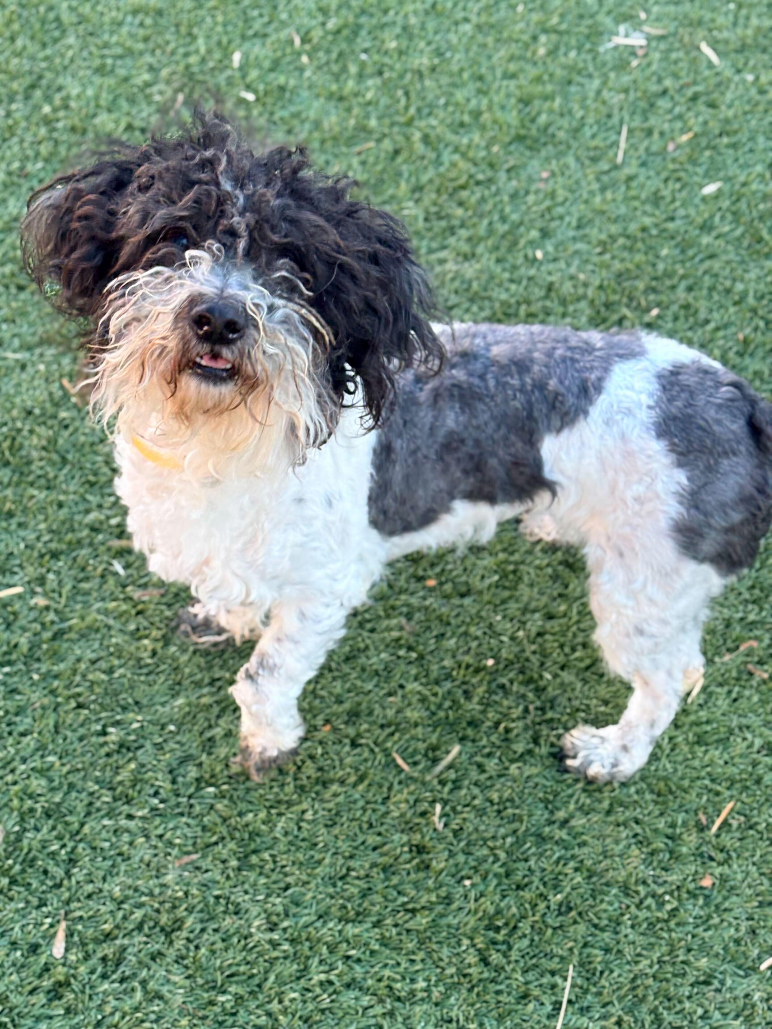 Atena, Adoptable, Adult Female Shih Tzu.