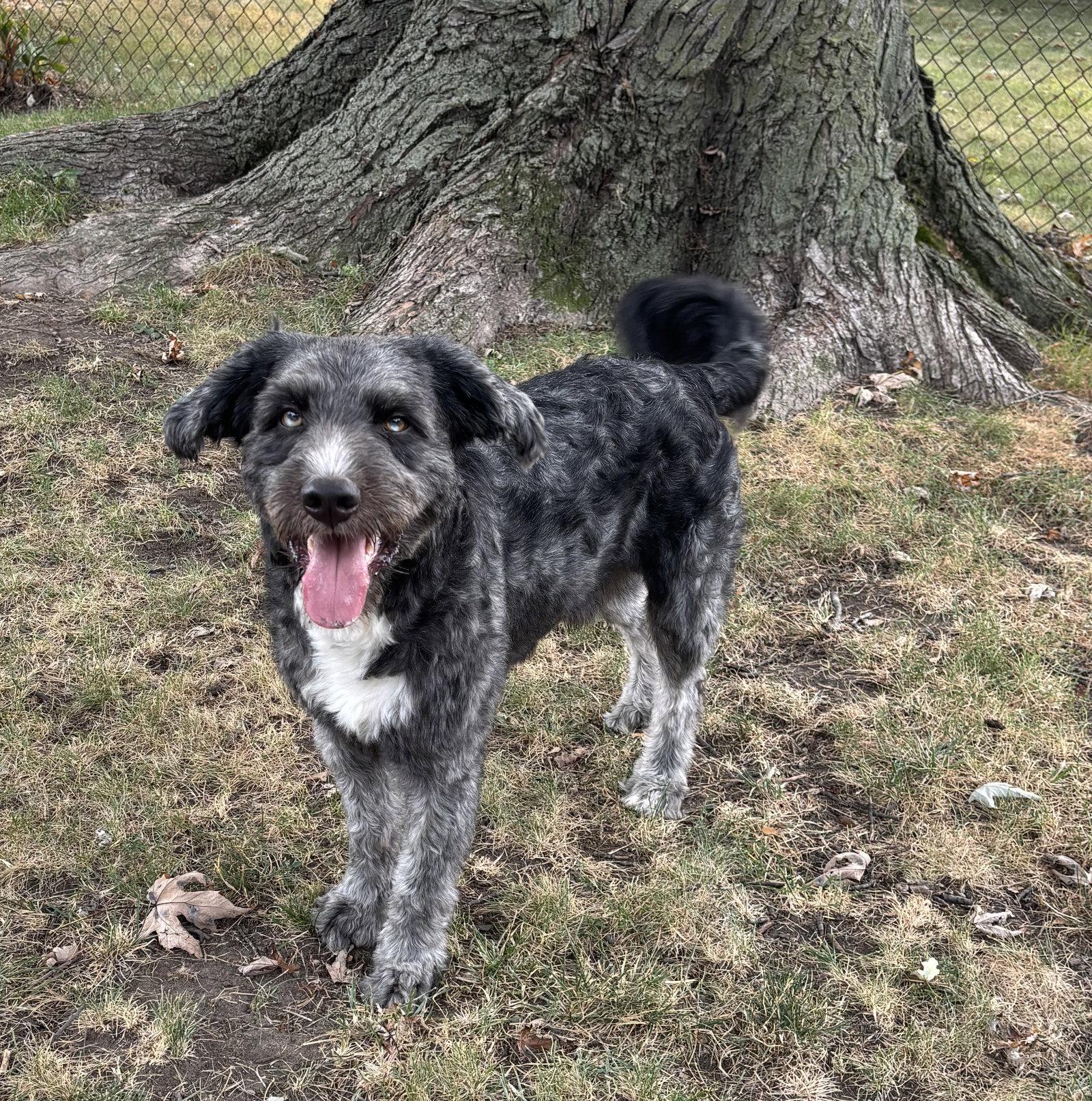 Enlarge Finn, a Adoptable mixed breed in Livonia, MI image 1/1