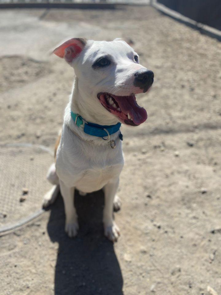 Enlarge Matty, a Adoptable mixed breed in Medford, NY image 2/5