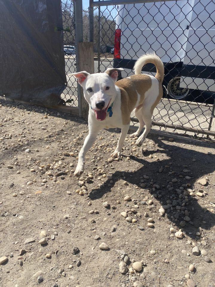 Enlarge Matty, a Adoptable mixed breed in Medford, NY image 3/5