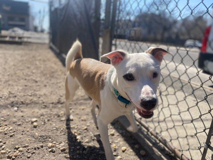 Enlarge Matty, a Adoptable mixed breed in Medford, NY image 4/5