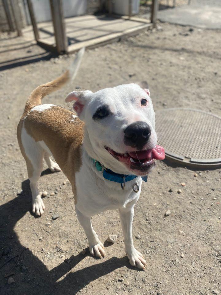 Enlarge Matty, a Adoptable mixed breed in Medford, NY image 5/5