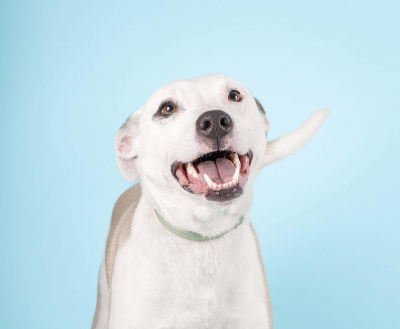 Enlarge Matty, a Adoptable mixed breed in Medford, NY image 1/5