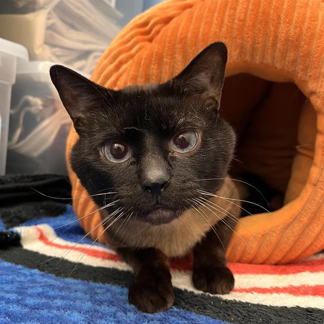 BENNY, Adoptable, Adult Male Siamese.