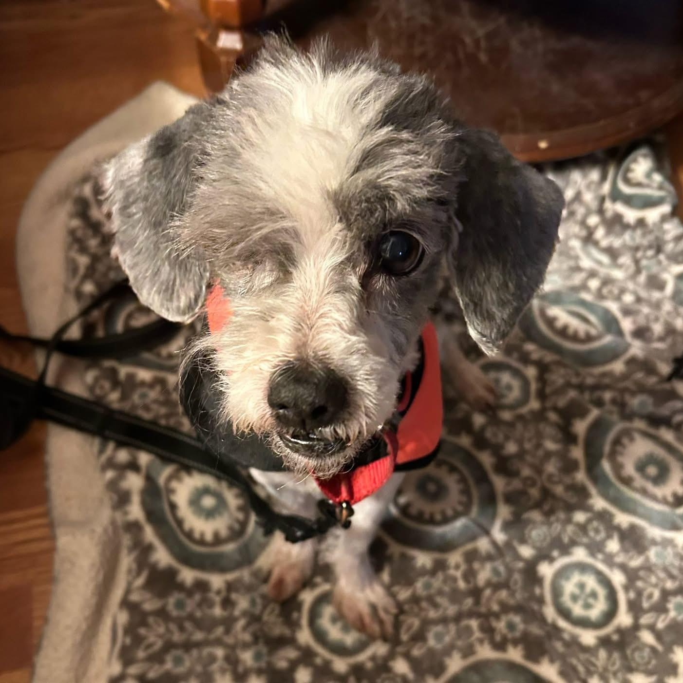 Enlarge Oscar, a ADOPTABLE mixed breed in Grafton, OH image 3/3