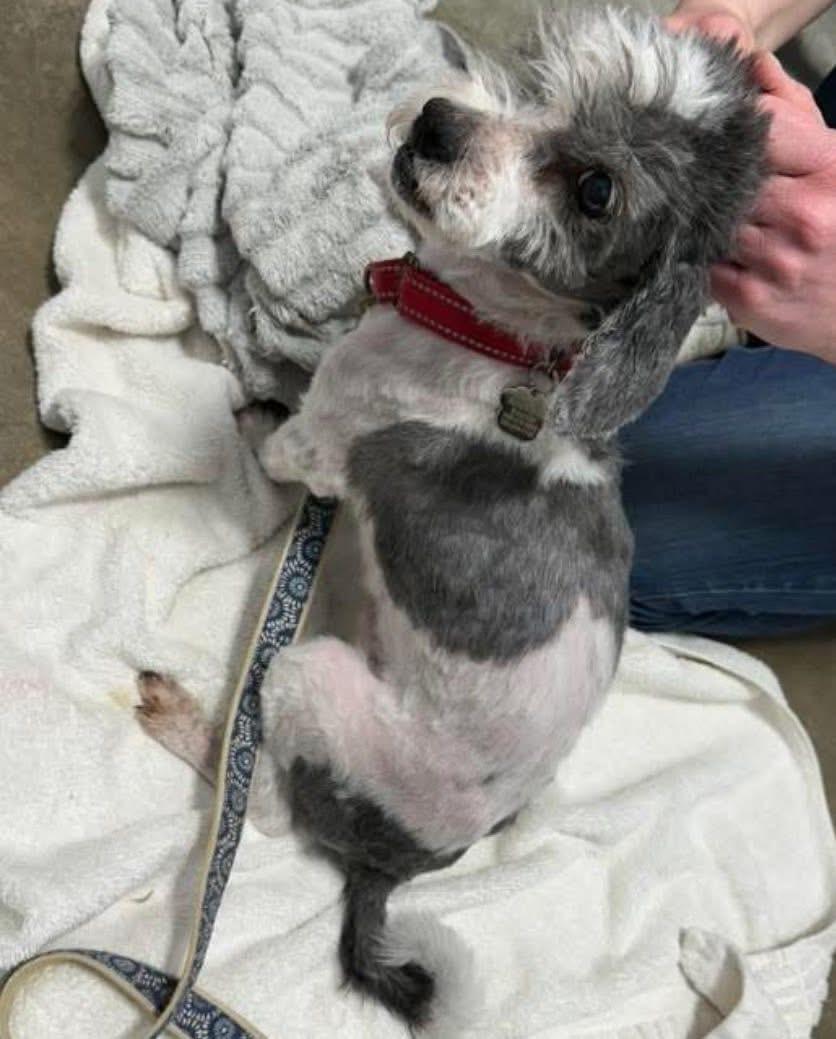 Enlarge Oscar, a ADOPTABLE mixed breed in Grafton, OH image 2/3